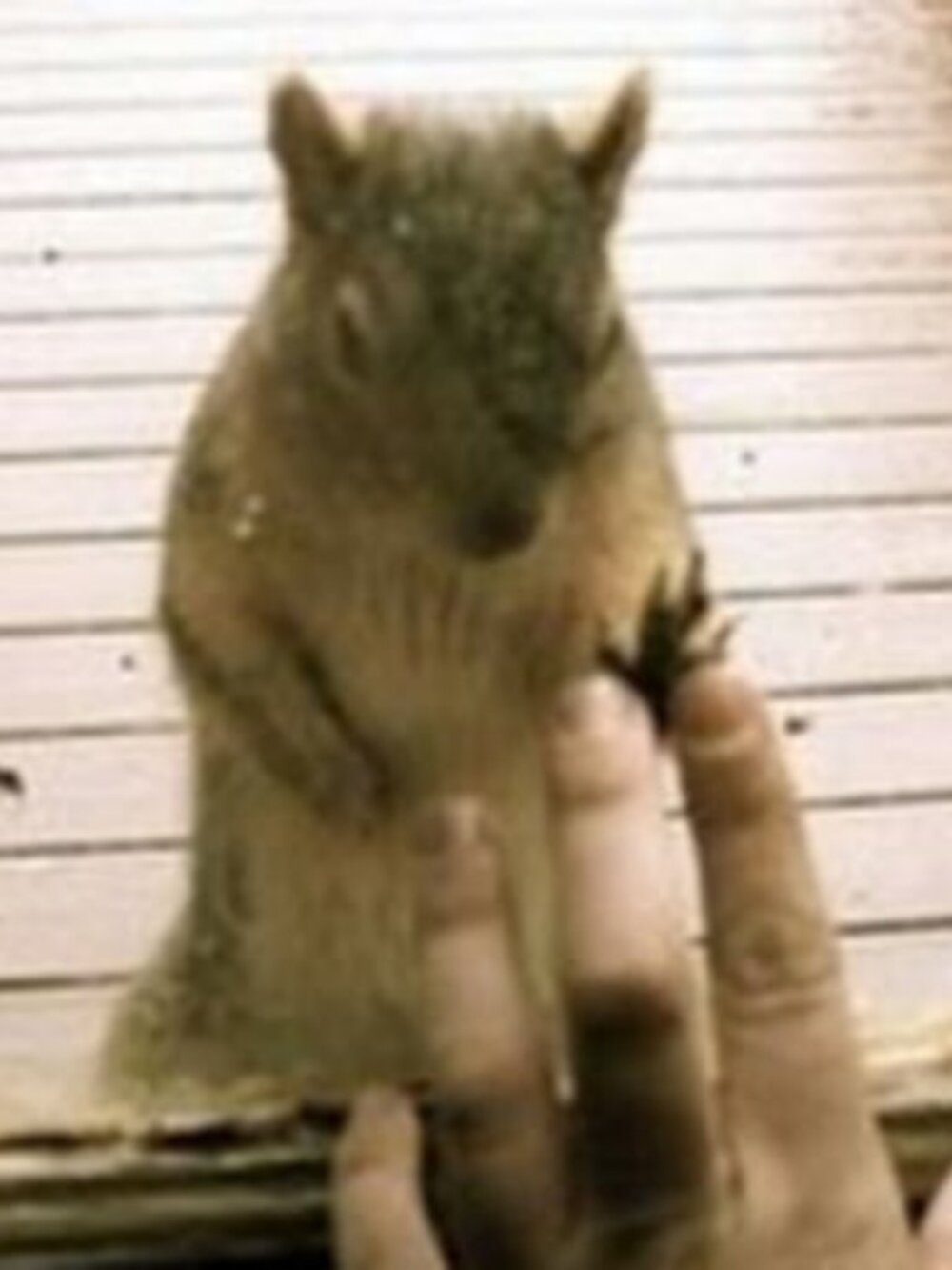 Meet your Posher, Ninibee